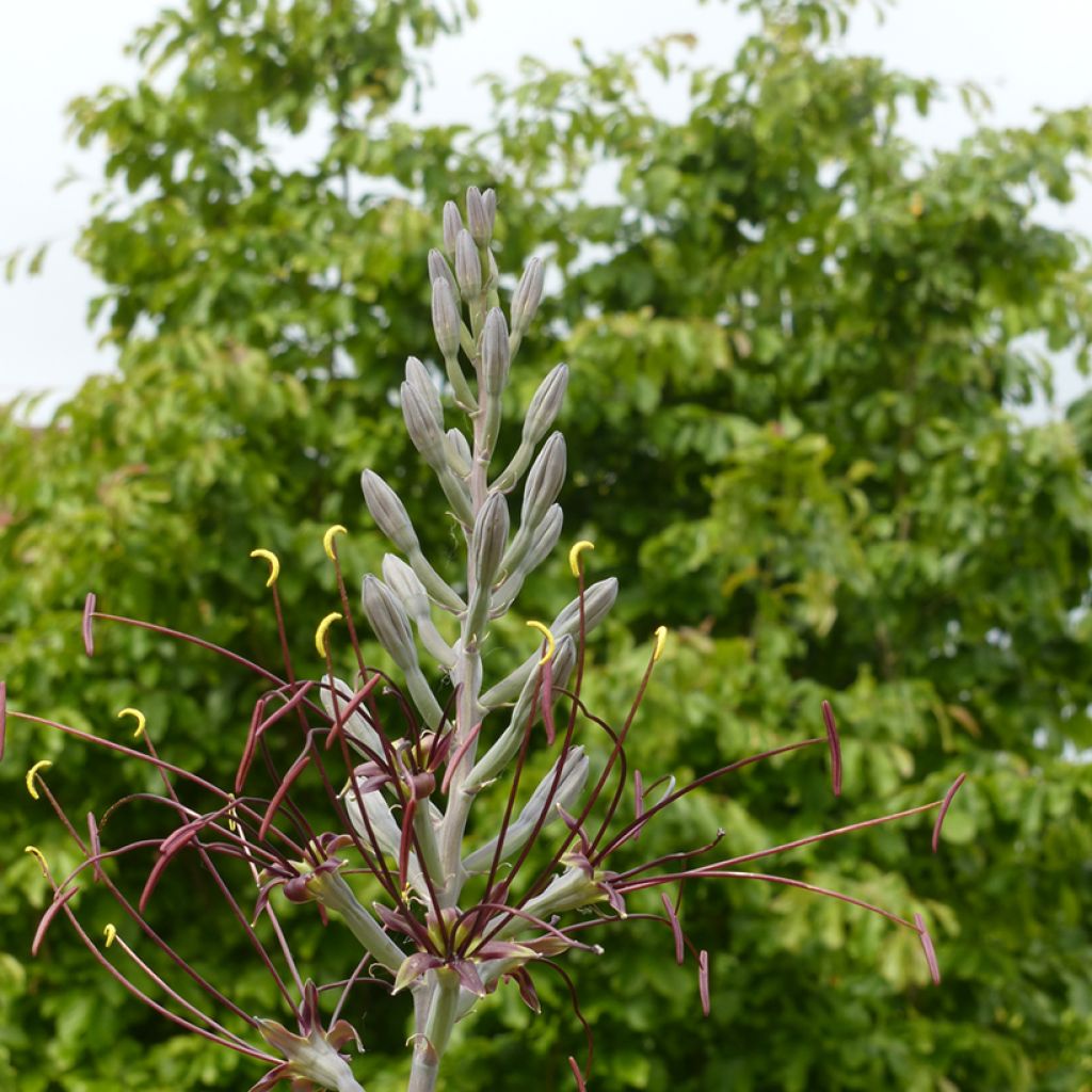 Agave undulata Chocolate Chips