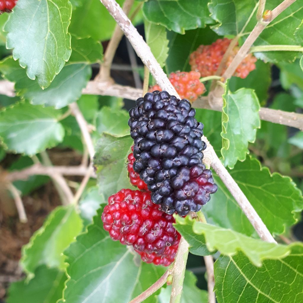 Morus alba Milanowek - White Mulberry