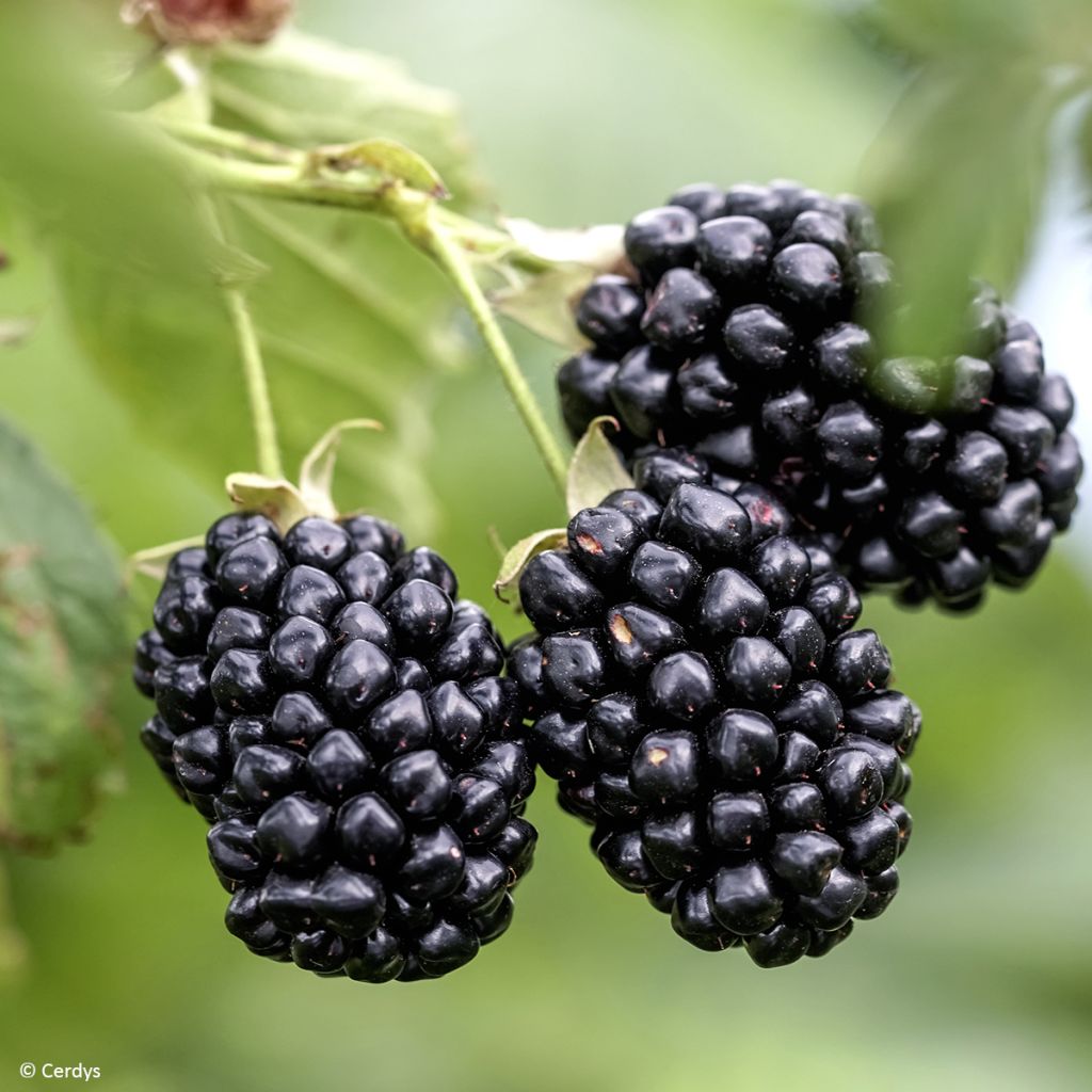 Rubus fruticosus Navaho - Thornless Blackberry