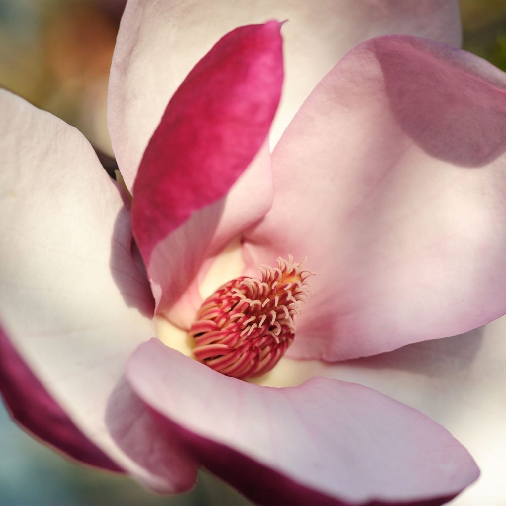 Magnolia March Till Frost