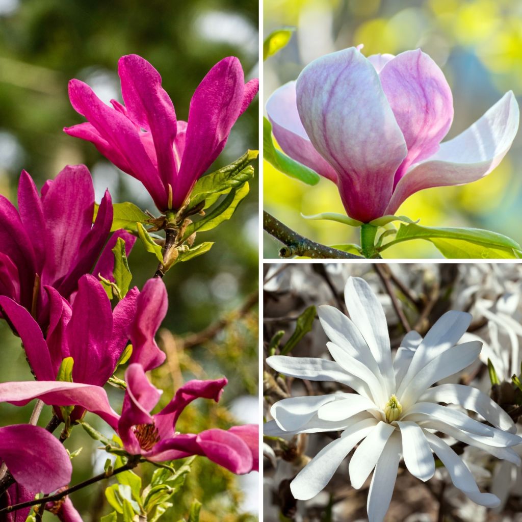 Magnolia Three Sisters (stellata, soulangeana, Susan)