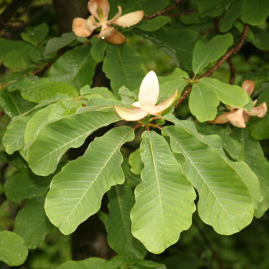 Magnolia officinalis 