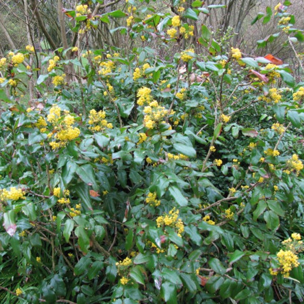 Mahonia aquifolium