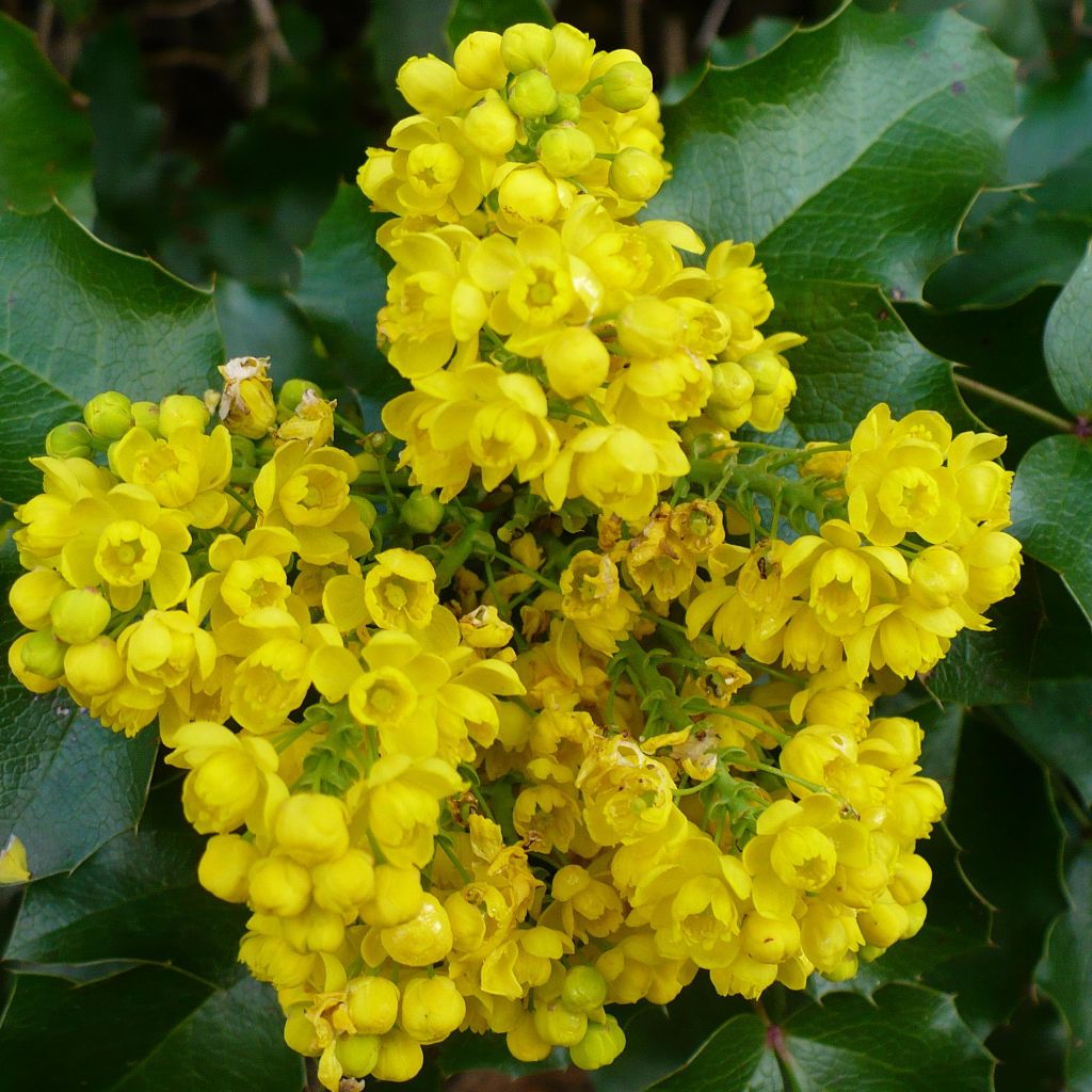 Mahonia aquifolium