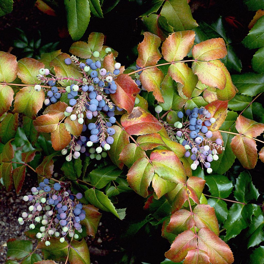 Mahonia aquifolium