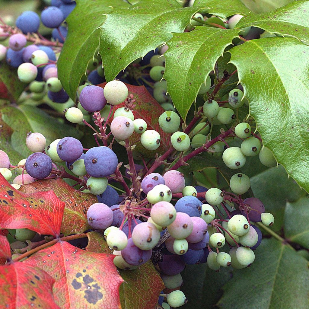 Mahonia aquifolium