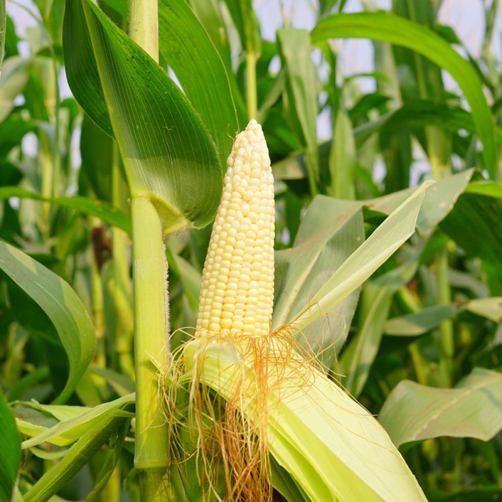 Sweet Corn Miner - Ferme de Sainte Marthe Seeds