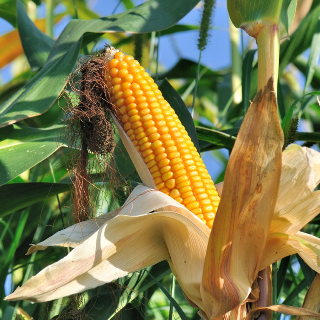 'Lark' F1 Sweetcorn - Zea mays