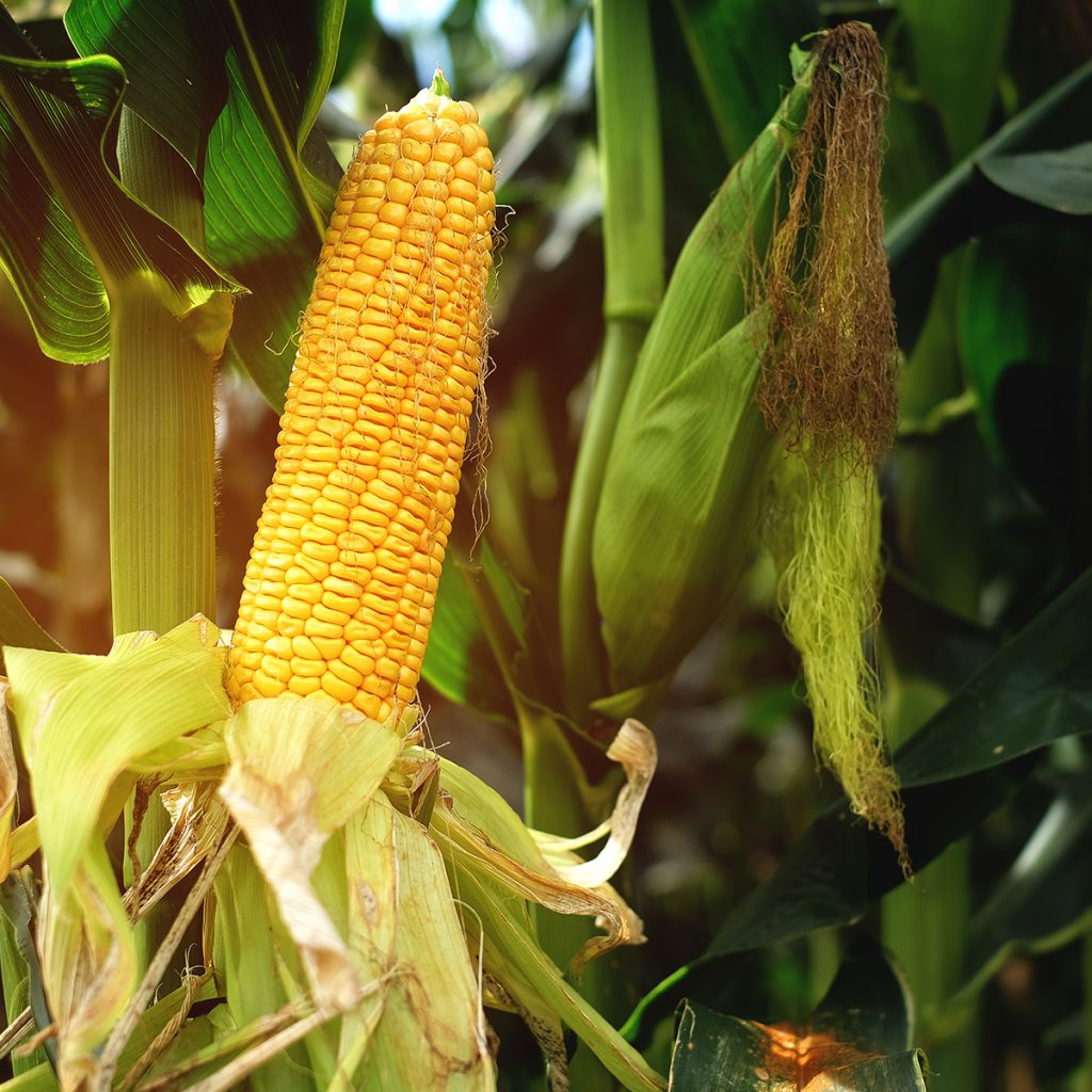 Zea mays - Fodder Corn