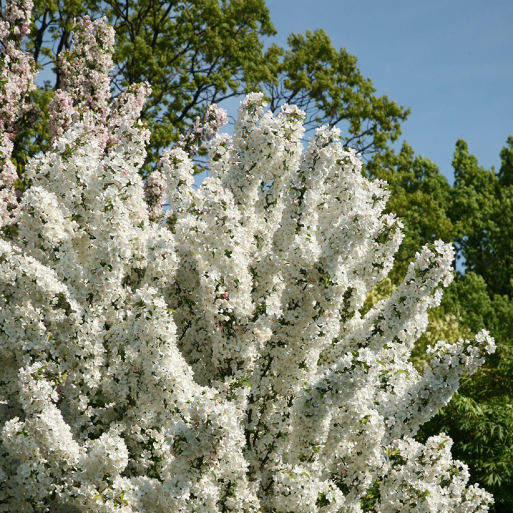 Malus Adirondack - Crabapple