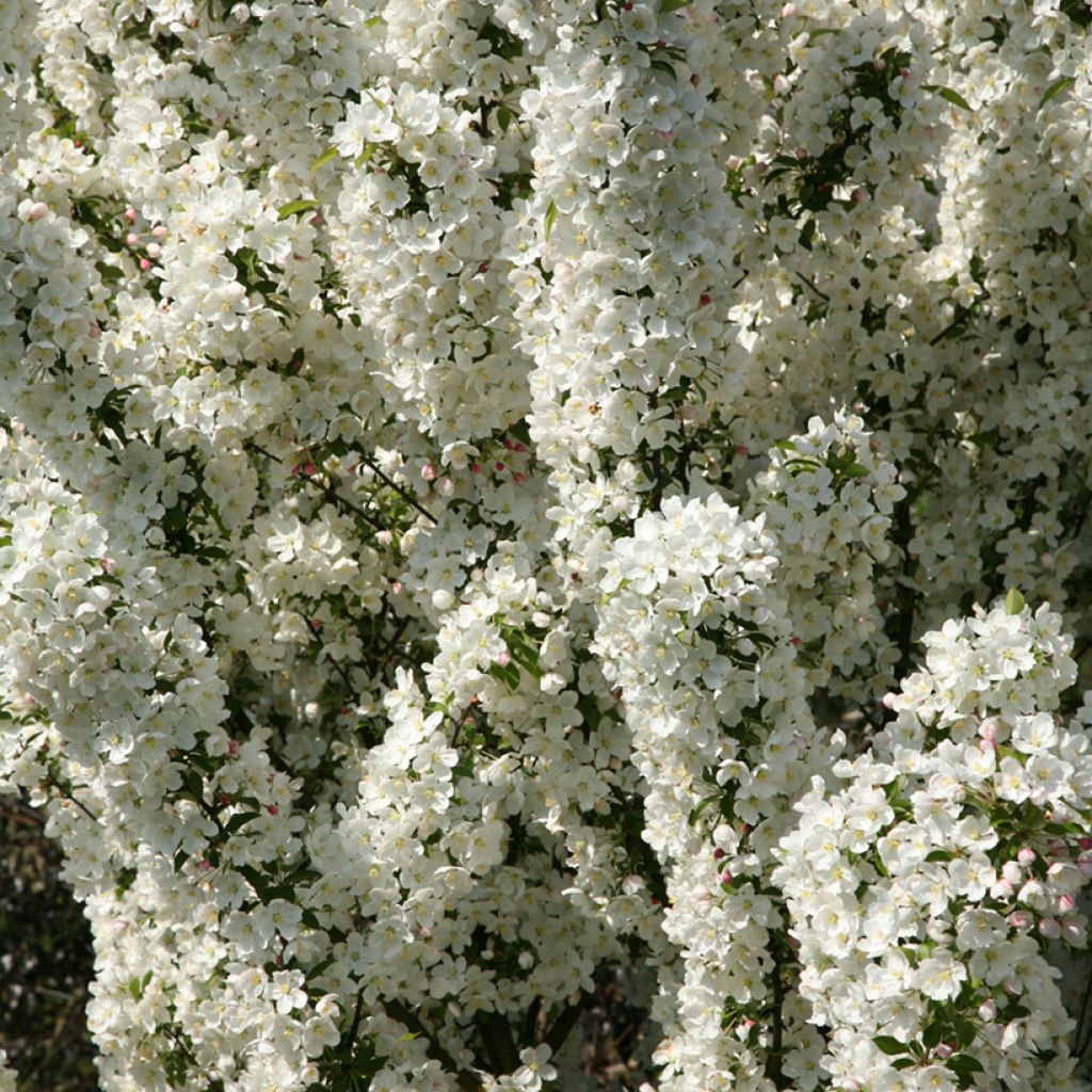 Malus Adirondack - Crabapple