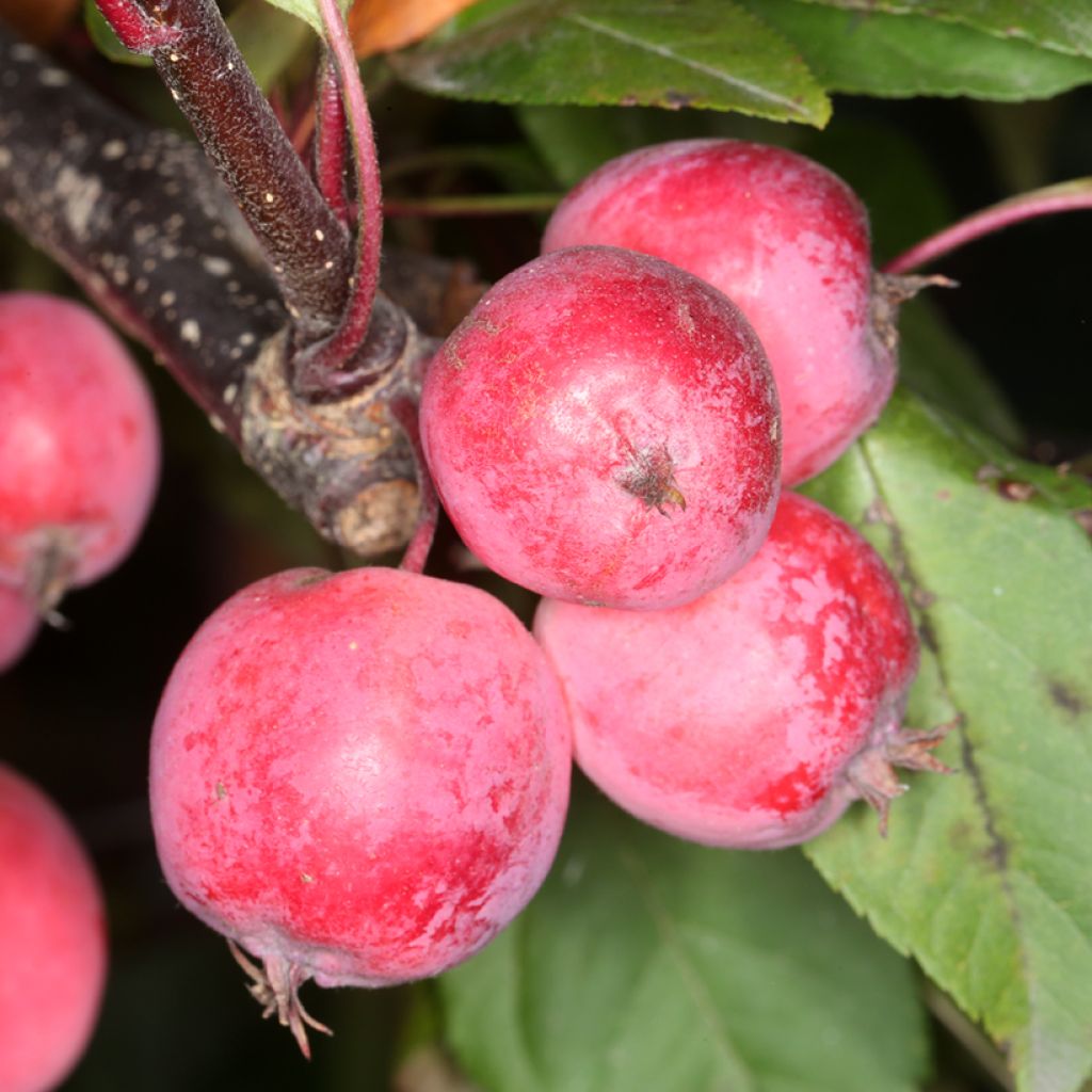 Malus purpurea Eleyi - Purple Crabapple