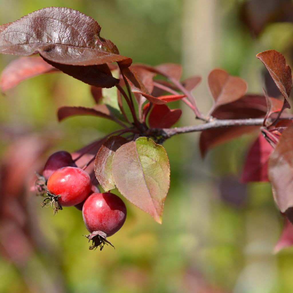 Malus purpurea Eleyi - Purple Crabapple