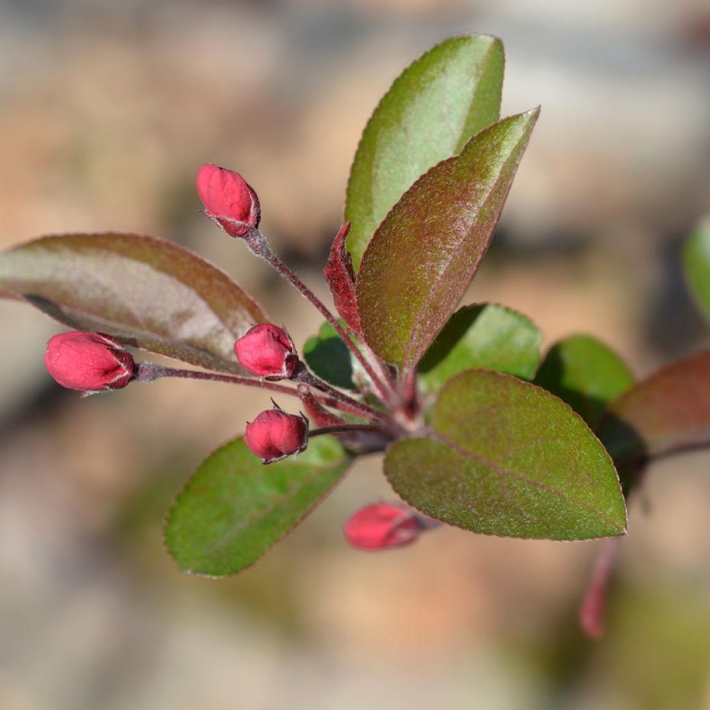 Malus purpurea Eleyi - Purple Crabapple