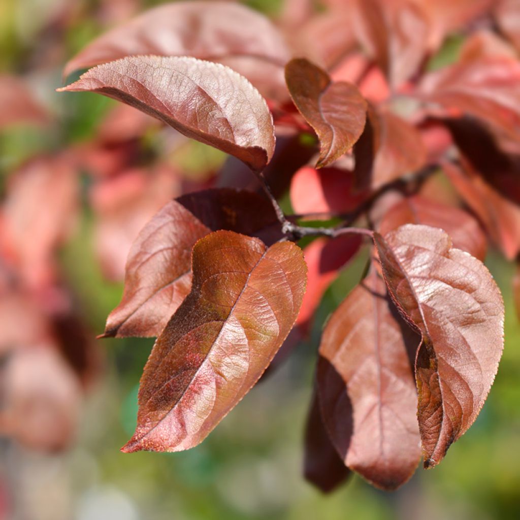 Malus purpurea Eleyi - Purple Crabapple