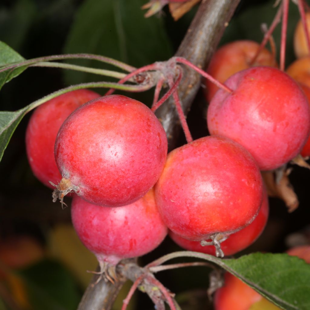 Malus astringens Hopa - Crabapple