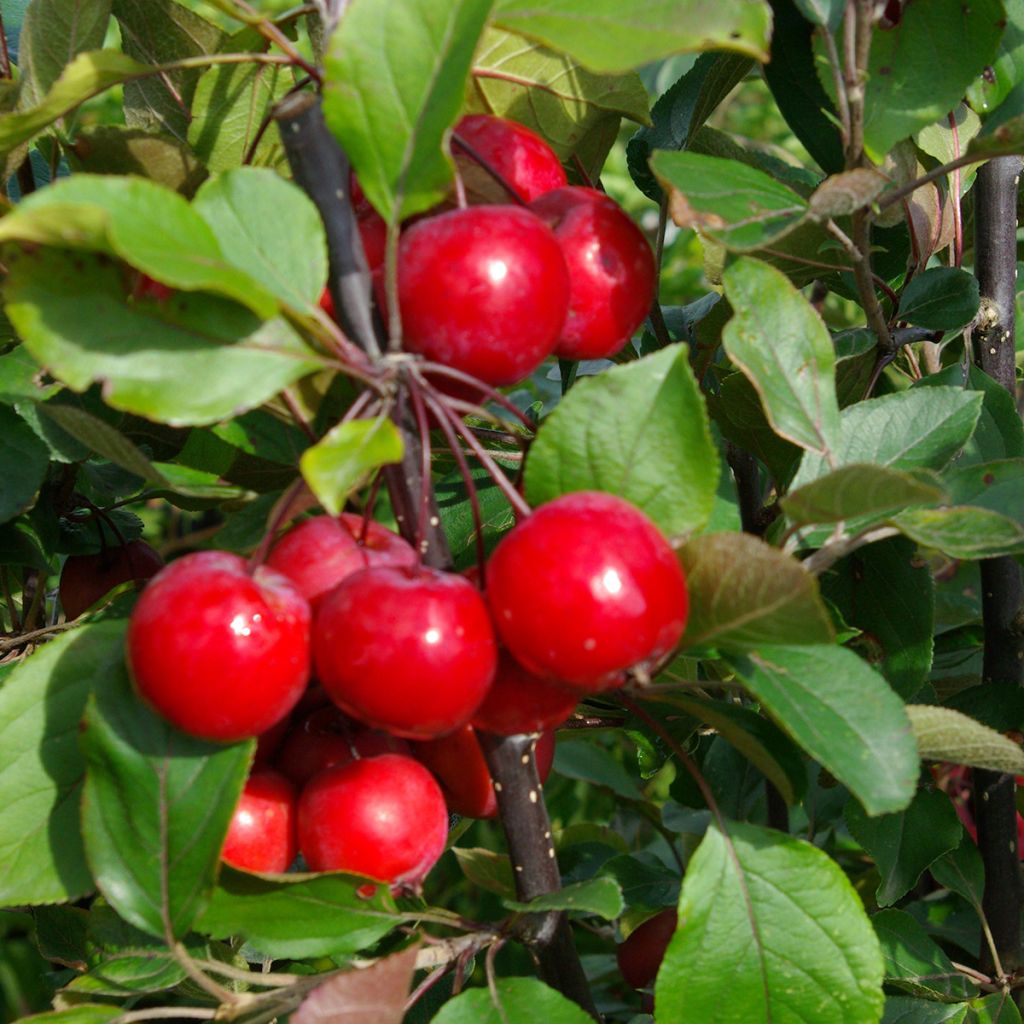 Malus purpurea Neville Copeman - Purple Crab Apple