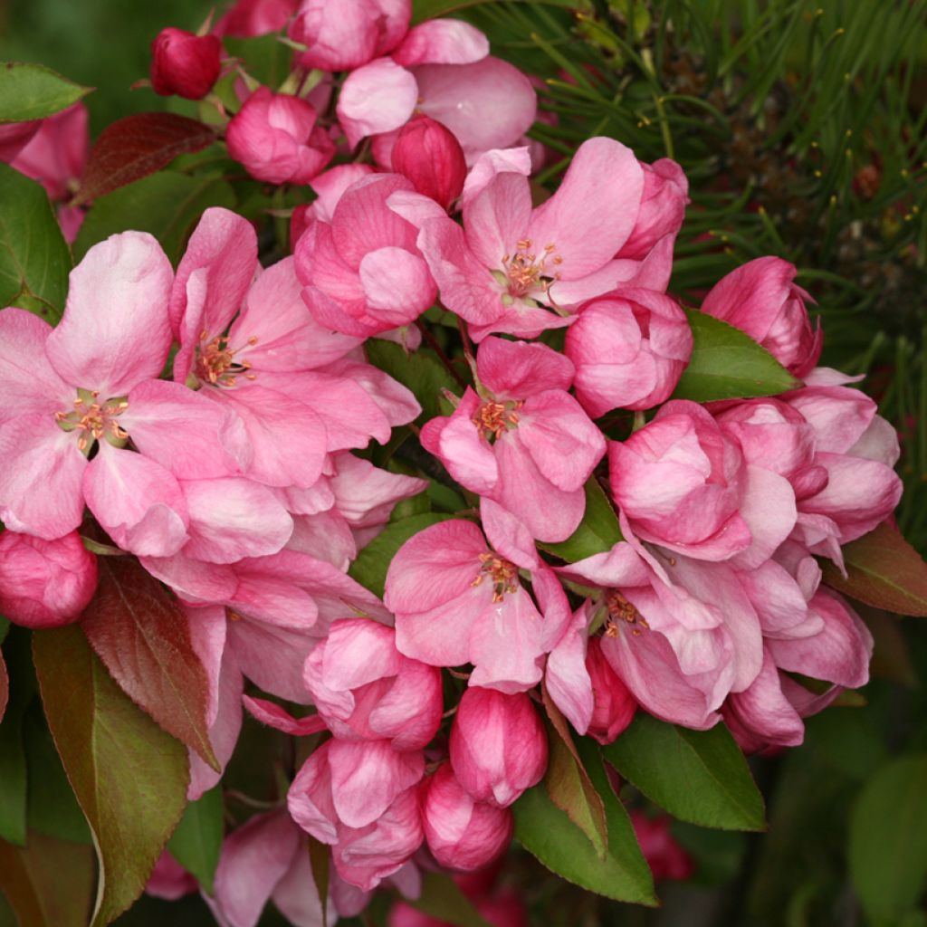 Malus x purpurea Ola - Purple Crabapple