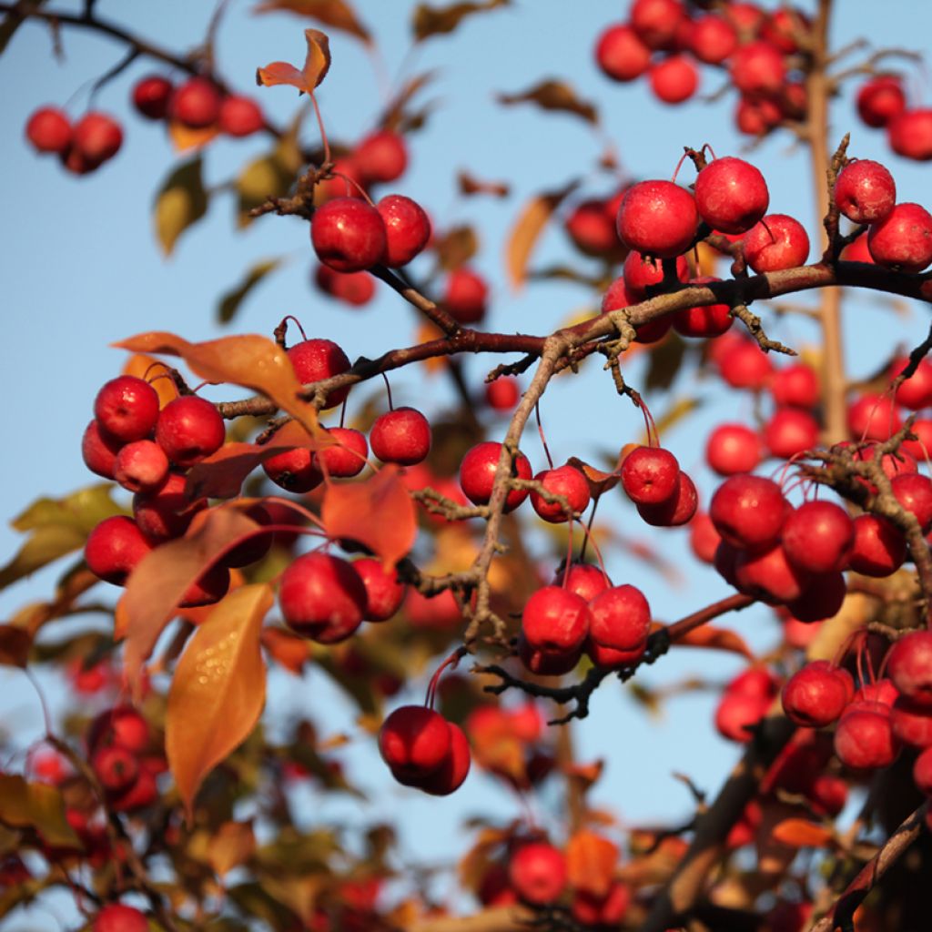 Malus x purpurea Ola - Purple Crabapple