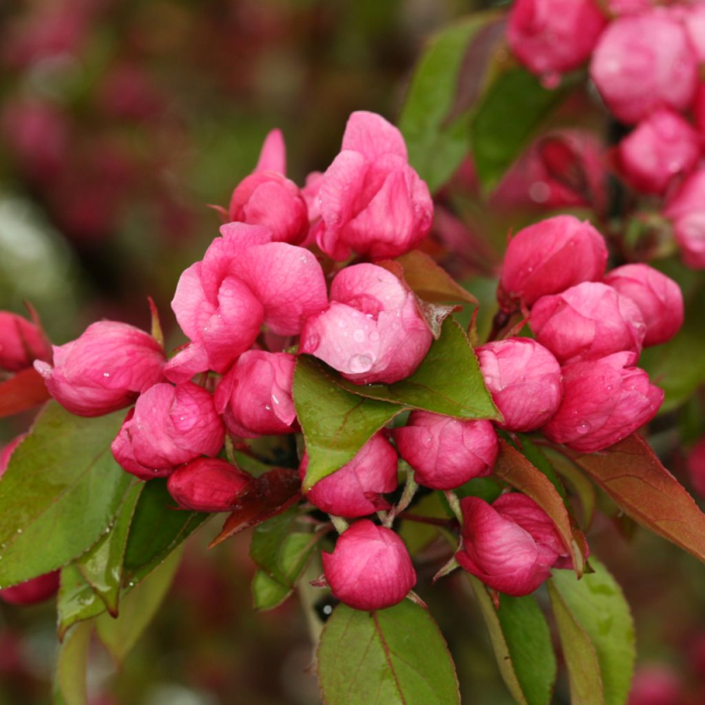 Malus x purpurea Ola - Purple Crabapple