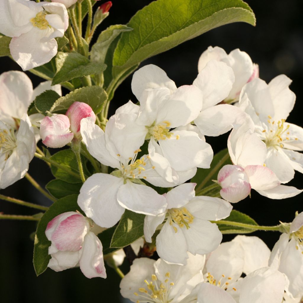 Malus POM'ZAI - Crabapple