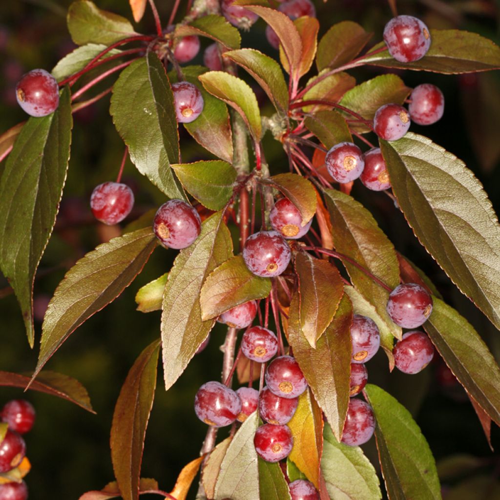 Malus x purpurea Paul Hauber - Purple Crabapple