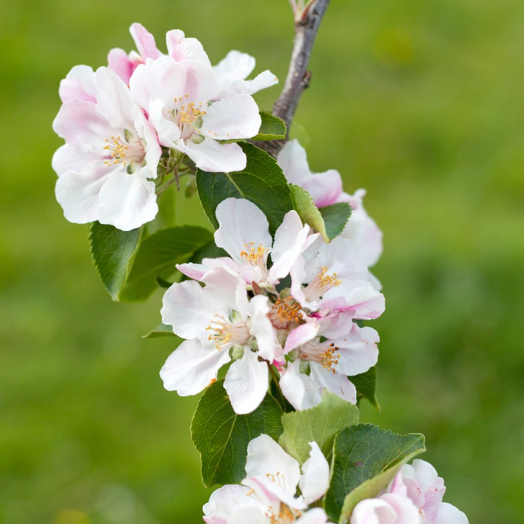 Apple Tree Bramley's Seedling - Malus domestica 