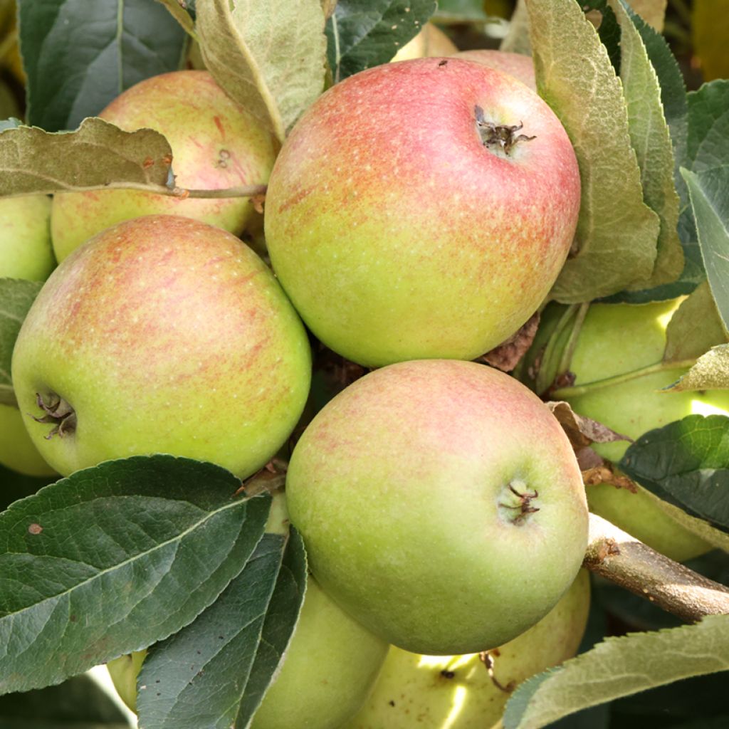 Apple Tree Grochówka - Malus domestica