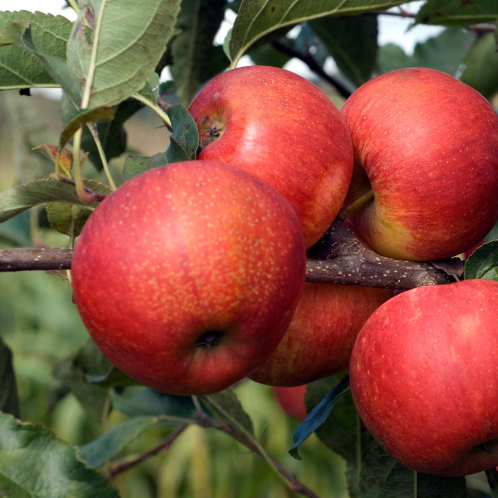 Apple tree Titówka - Malus domestica