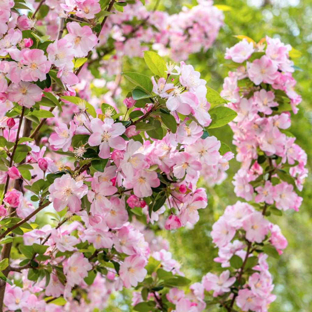 Malus micromalus - Dwarf Crab Apple