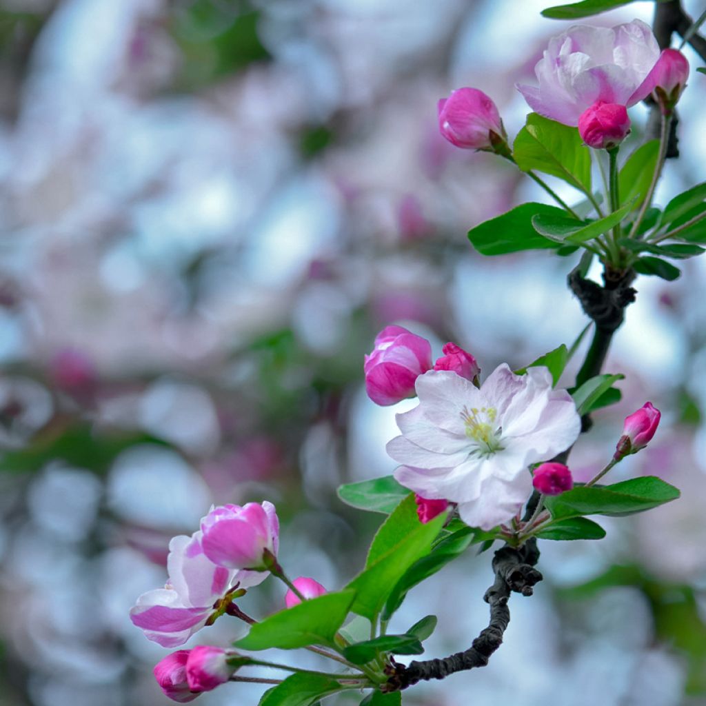 Malus micromalus - Dwarf Crab Apple