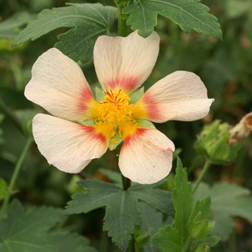 Malvastrum lateritium - False mallow