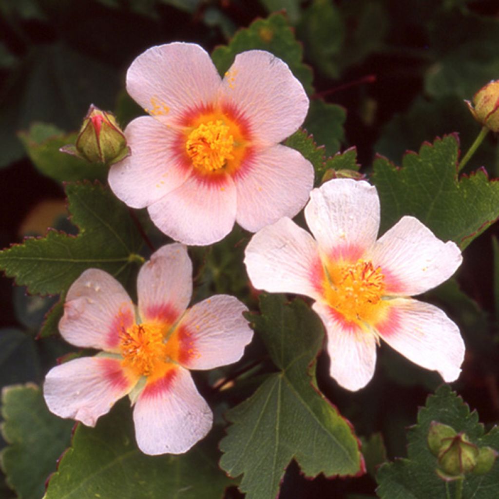 Malvastrum lateritium - False mallow