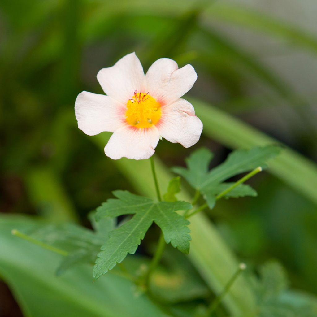 Malvastrum lateritium - False mallow