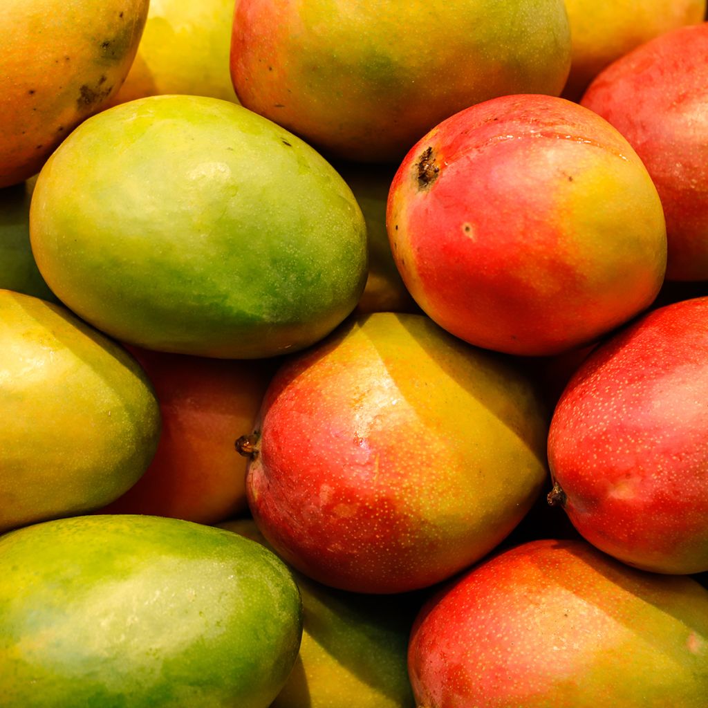 Mangifera indica - Mango Tree