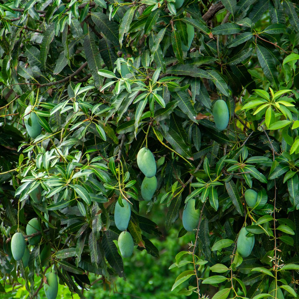 Mangifera indica - Mango Tree