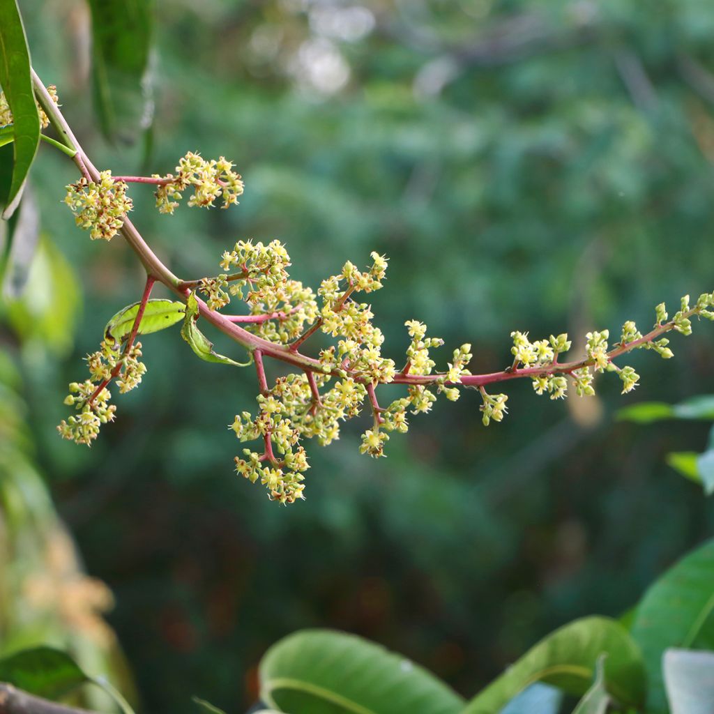 Mangifera indica - Mango Tree