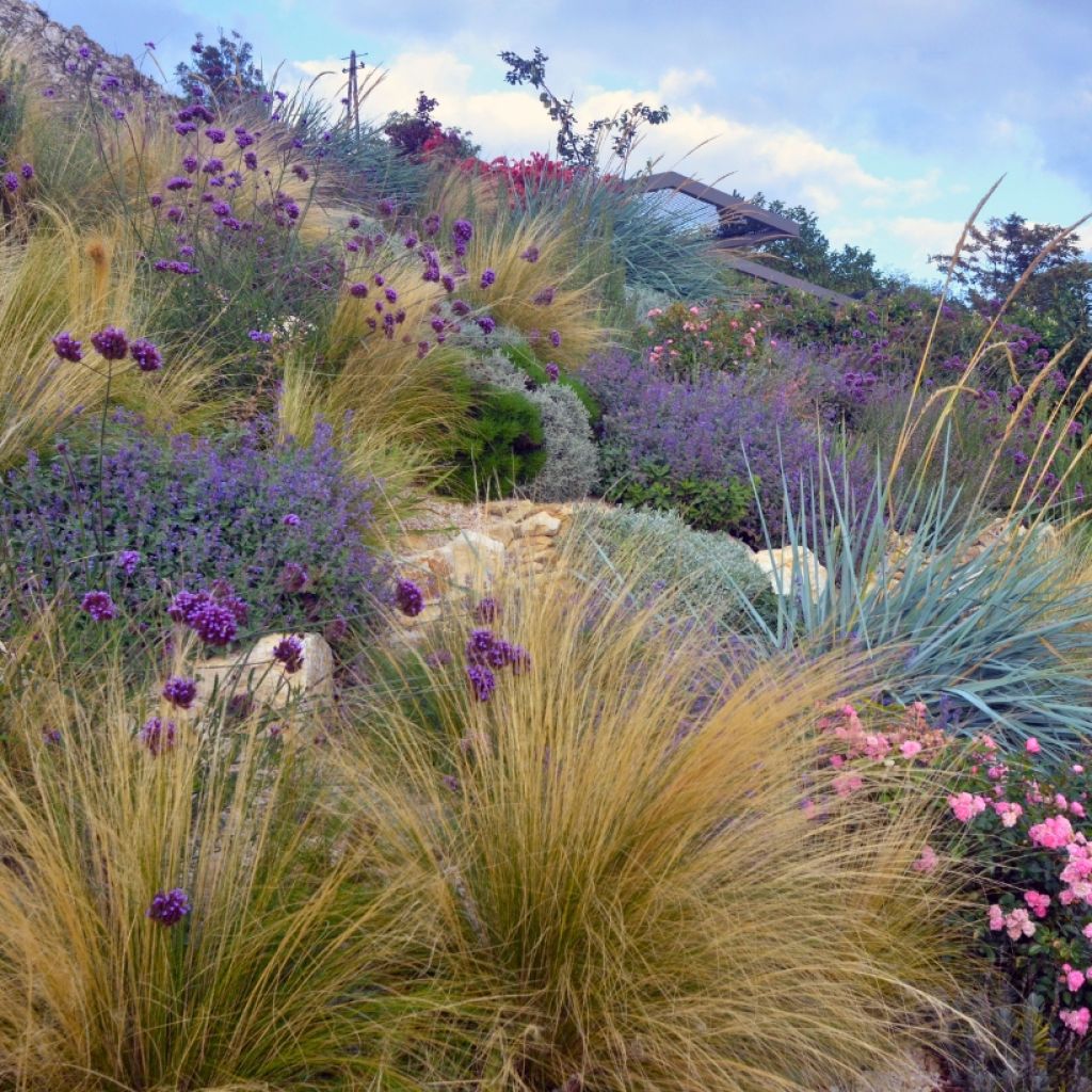 Wild bed for dry soil and slopes