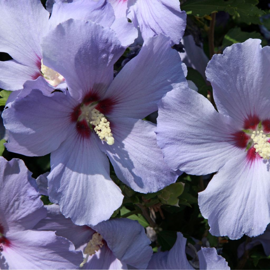 Hibiscus syriacus AZURRI® PBR