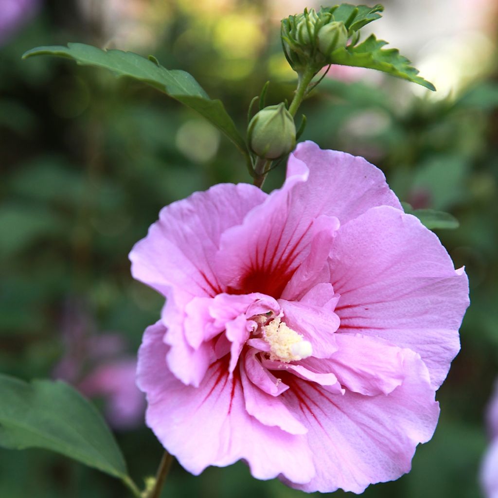 Hibiscus syriacus Purple Pillar - Rose of Sharon