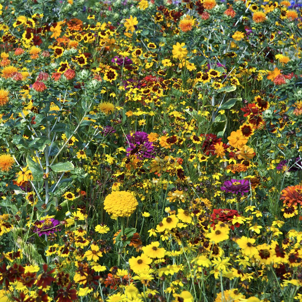 Mixture of flowers for dyeing