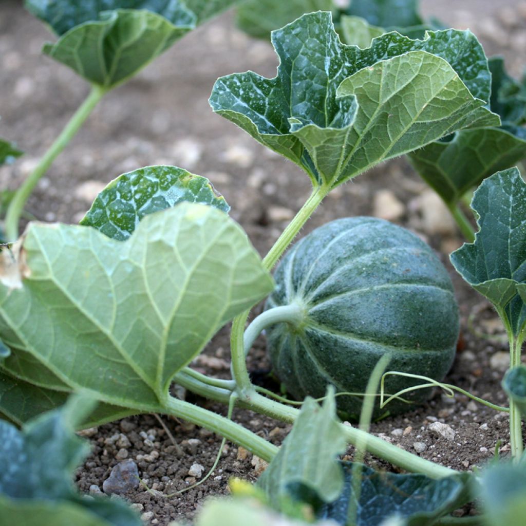 Cucumis melo American Pineapple