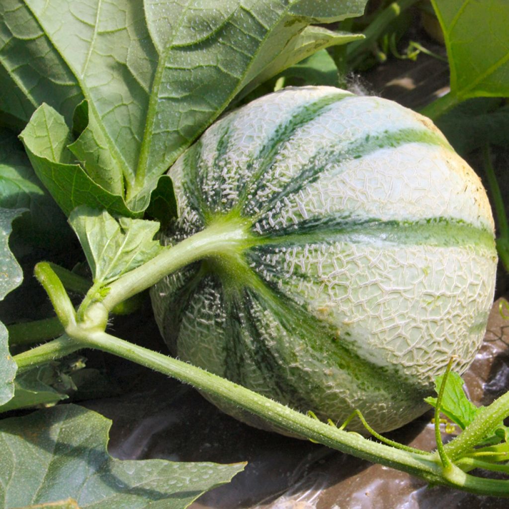 Charentais Melon Diabolo F1 - Vilmorin Seeds