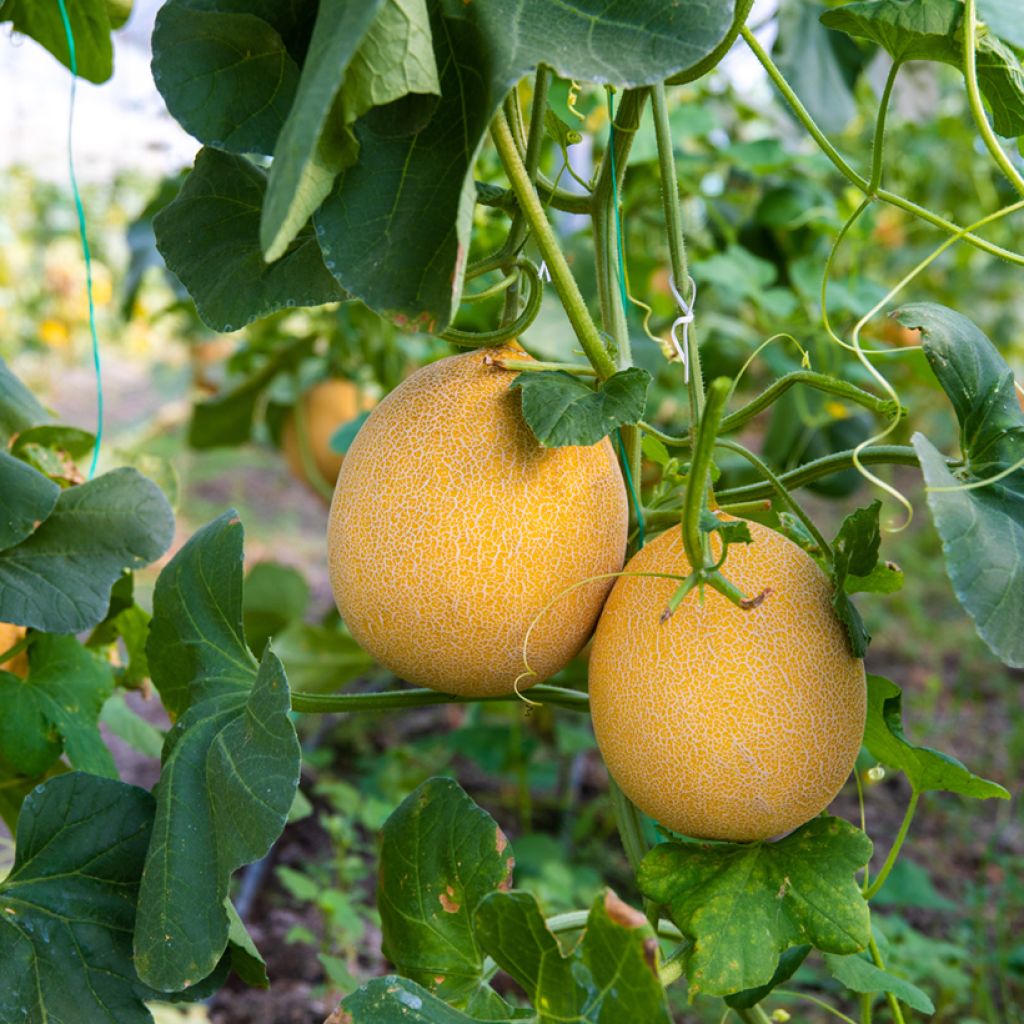 Cucumis melo Galia