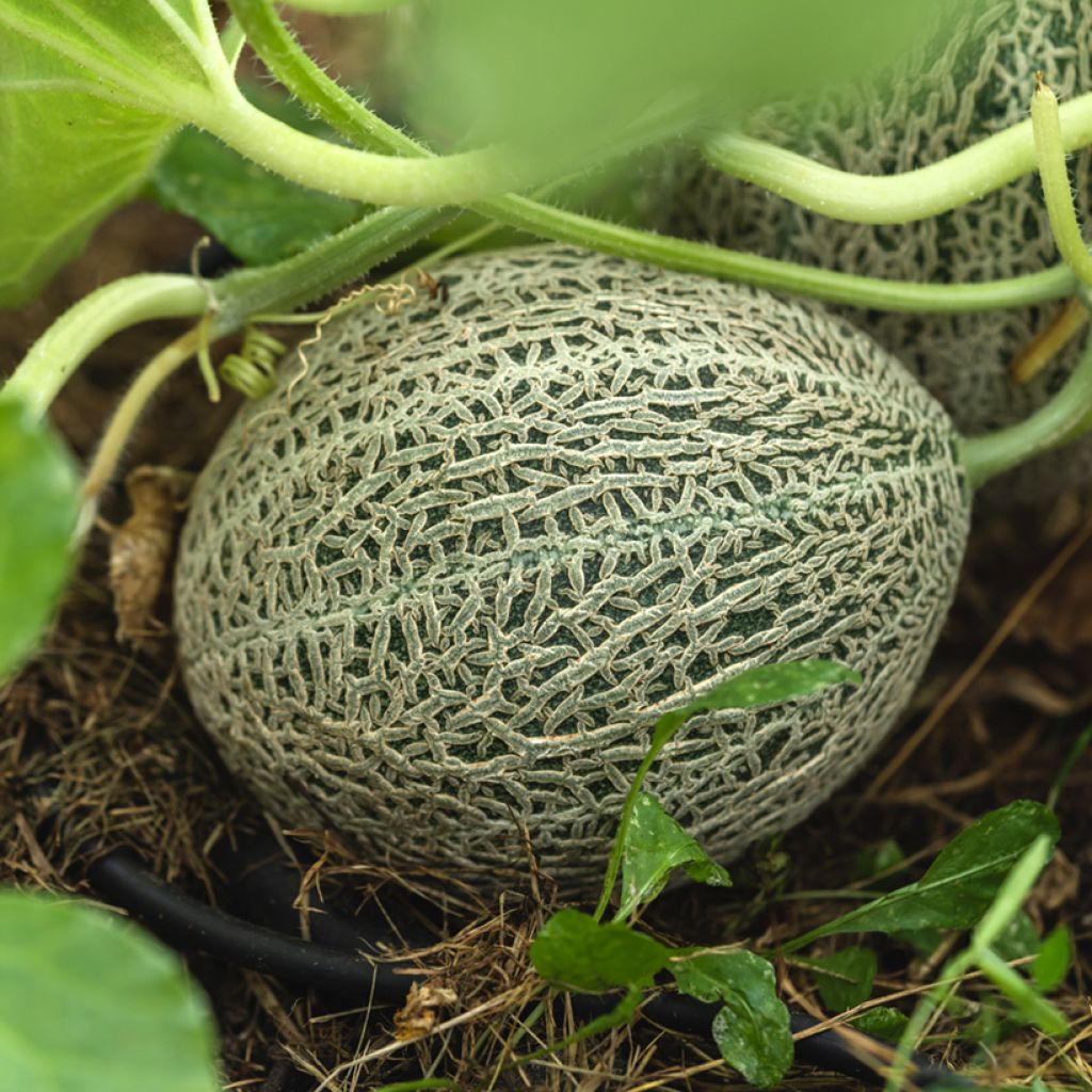 Melon Honey Bun F1 Plants