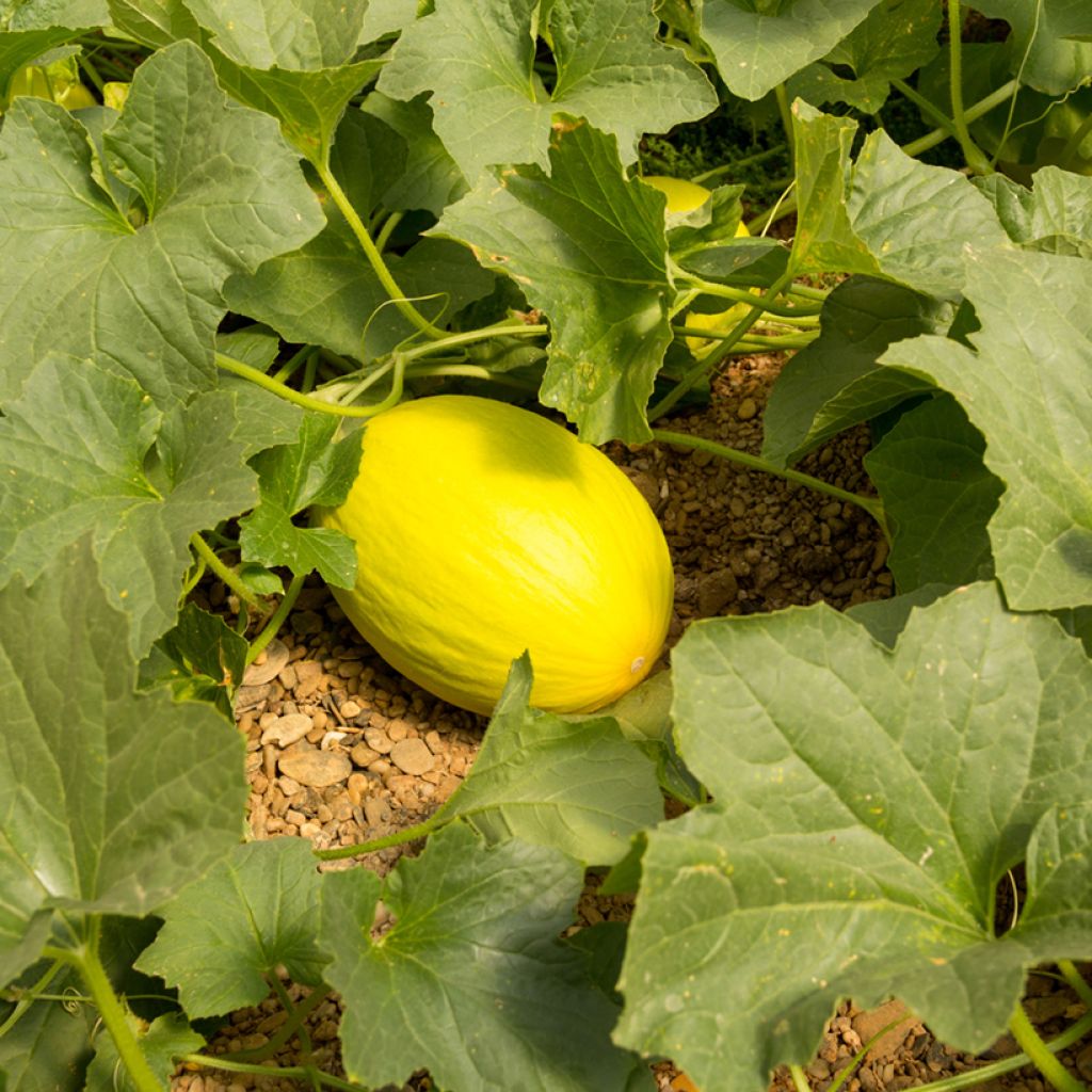 Organic Melon Canary 2 - Cucumis melo