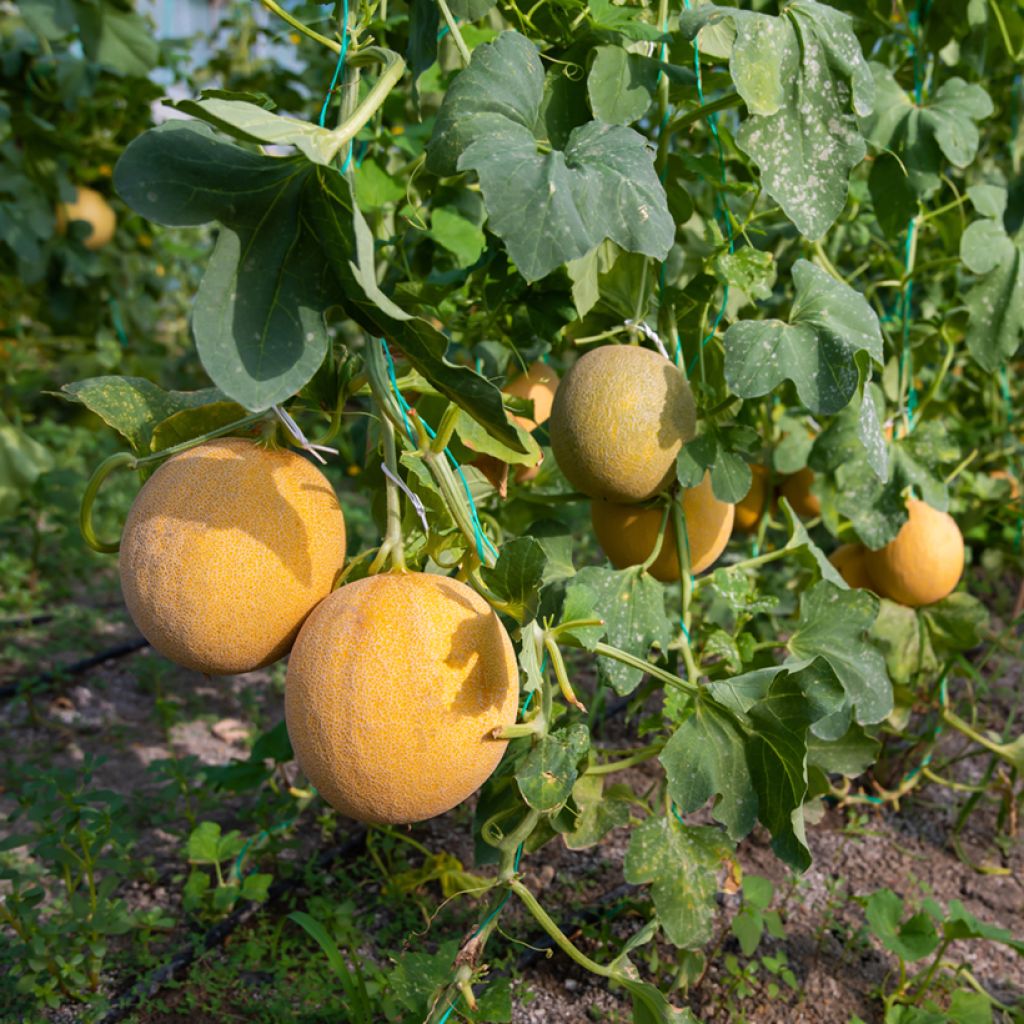 Melon Ogen - Cucumis melo