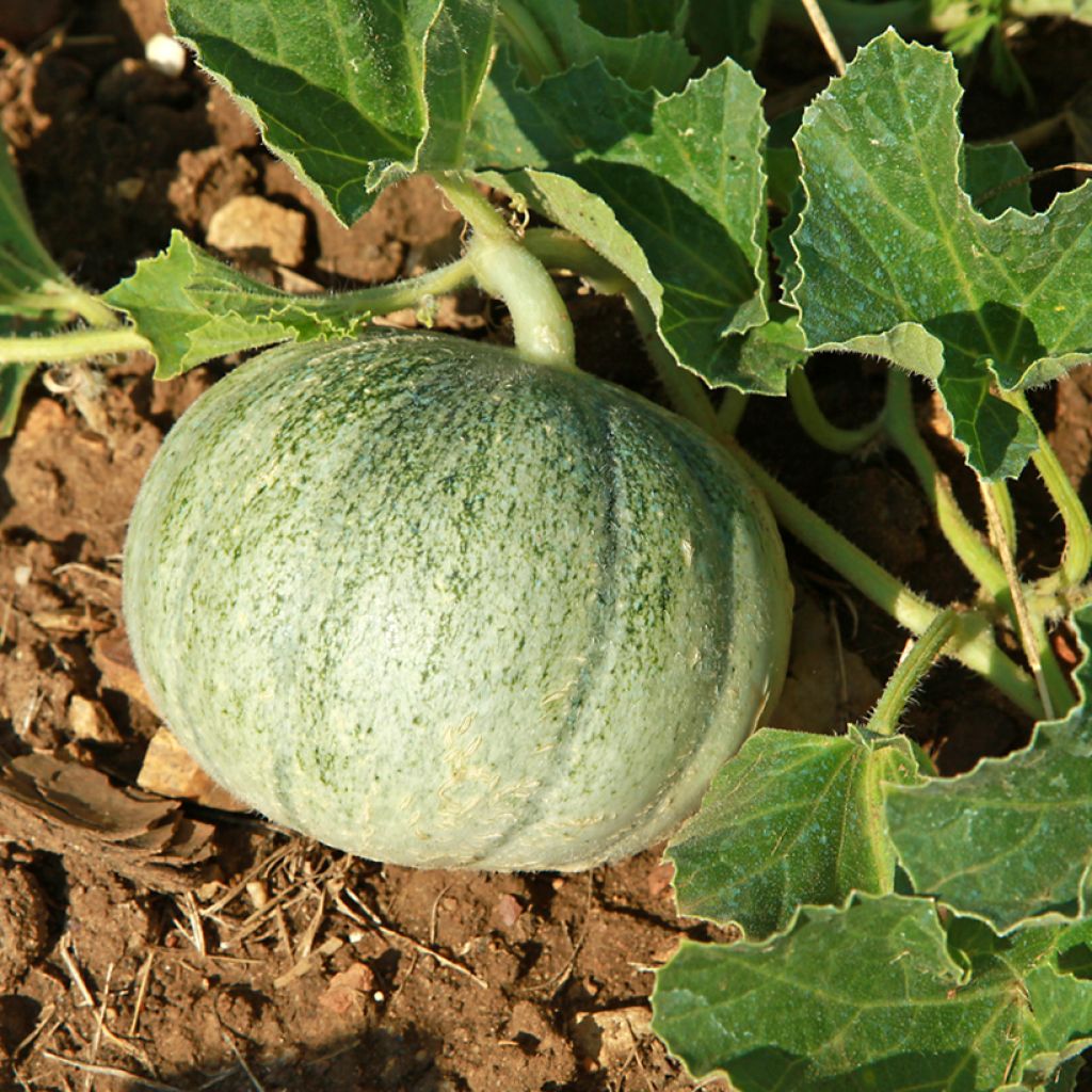 Melon Stellio F1 - Cucumis melo