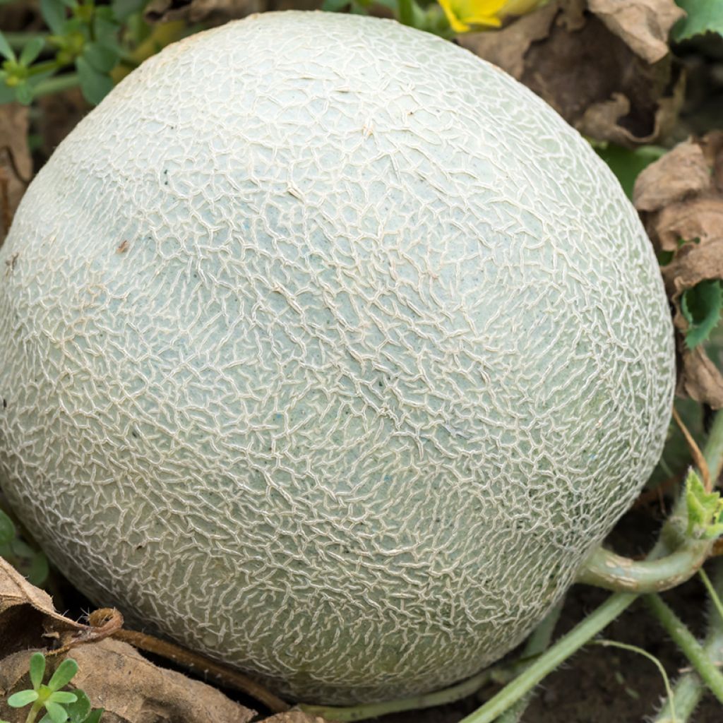 Cucumis melo Sucrin de Tours -  Ferme de Sainte Marthe Seeds