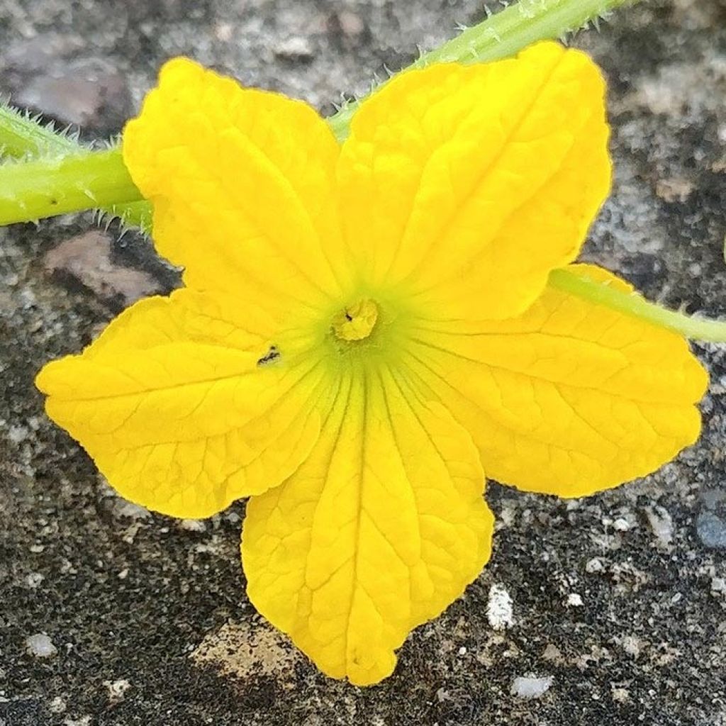 Melon Charentais Santon plants - Cucumis melo